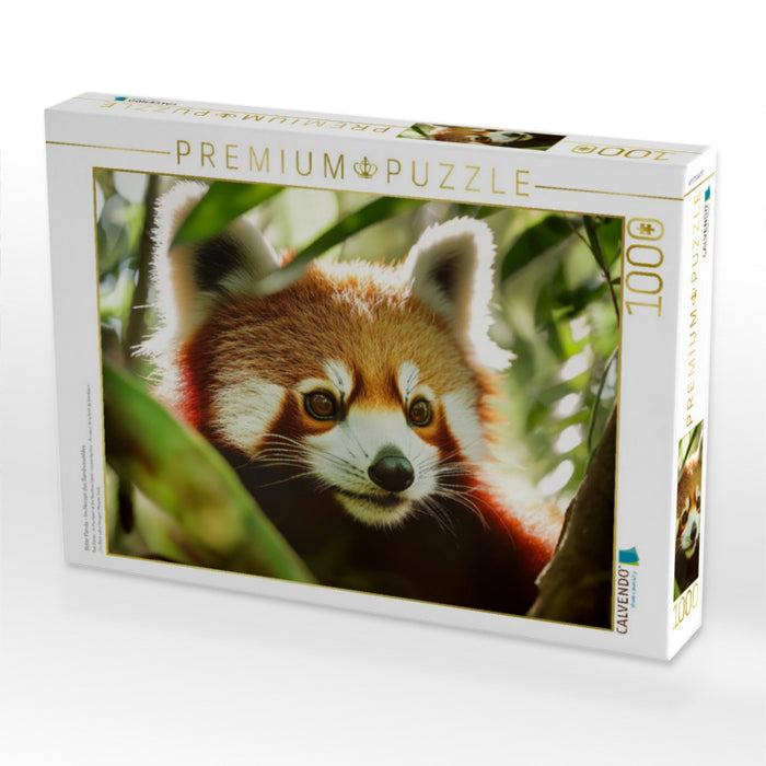 Roter Panda - Im Herzen des Bambuswaldes - CALVENDO Foto-Puzzle'