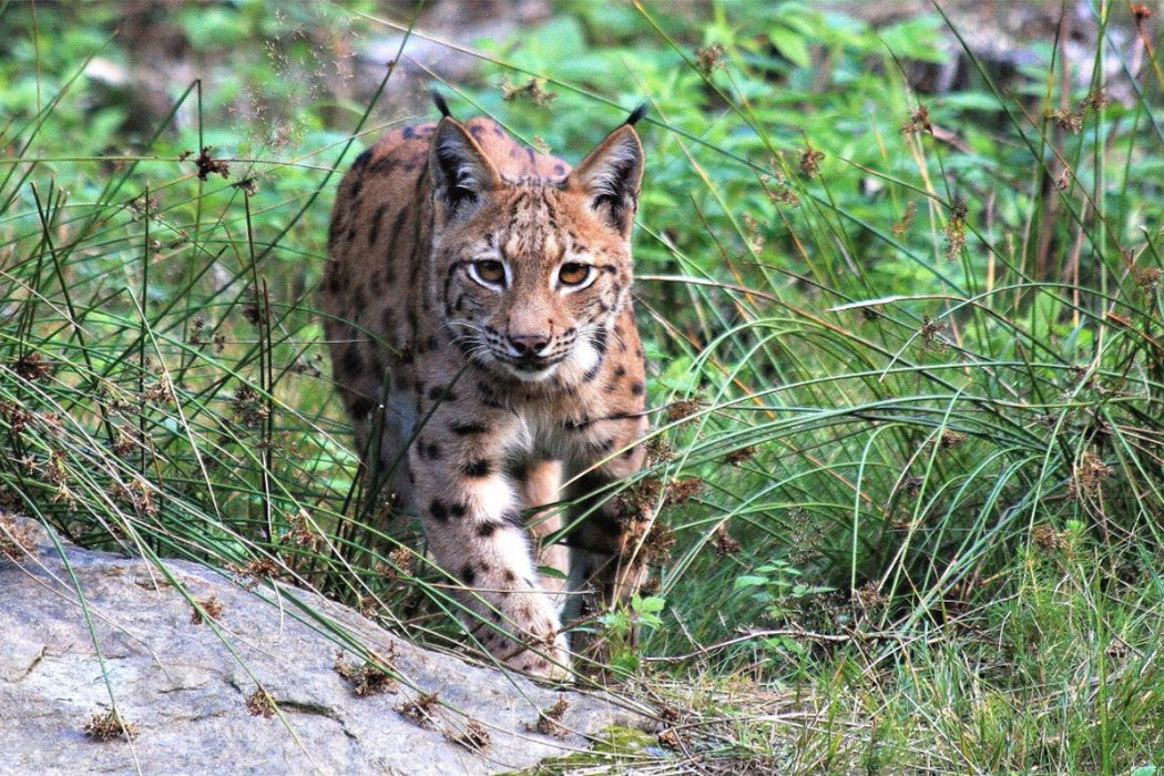 Premium Textil-Leinwand Ein Motiv aus dem Kalender Der Luchs, zurück in den heimischen Wäldern