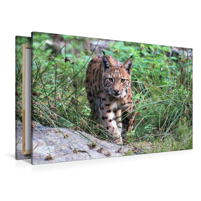 Premium Textil-Leinwand Ein Motiv aus dem Kalender Der Luchs, zurück in den heimischen Wäldern