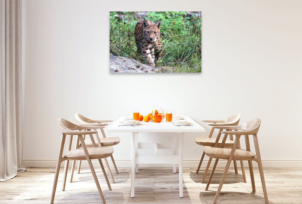 Premium Textil-Leinwand Ein Motiv aus dem Kalender Der Luchs, zurück in den heimischen Wäldern