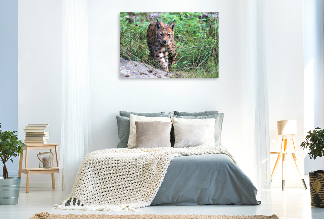 Premium Textil-Leinwand Ein Motiv aus dem Kalender Der Luchs, zurück in den heimischen Wäldern