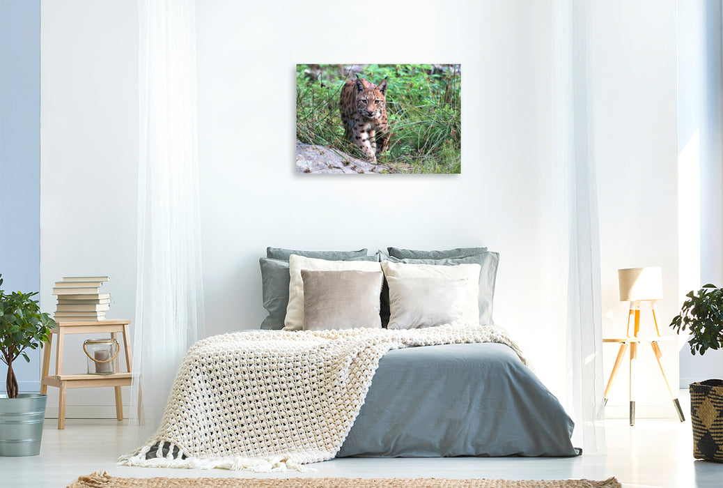 Premium Textil-Leinwand Ein Motiv aus dem Kalender Der Luchs, zurück in den heimischen Wäldern