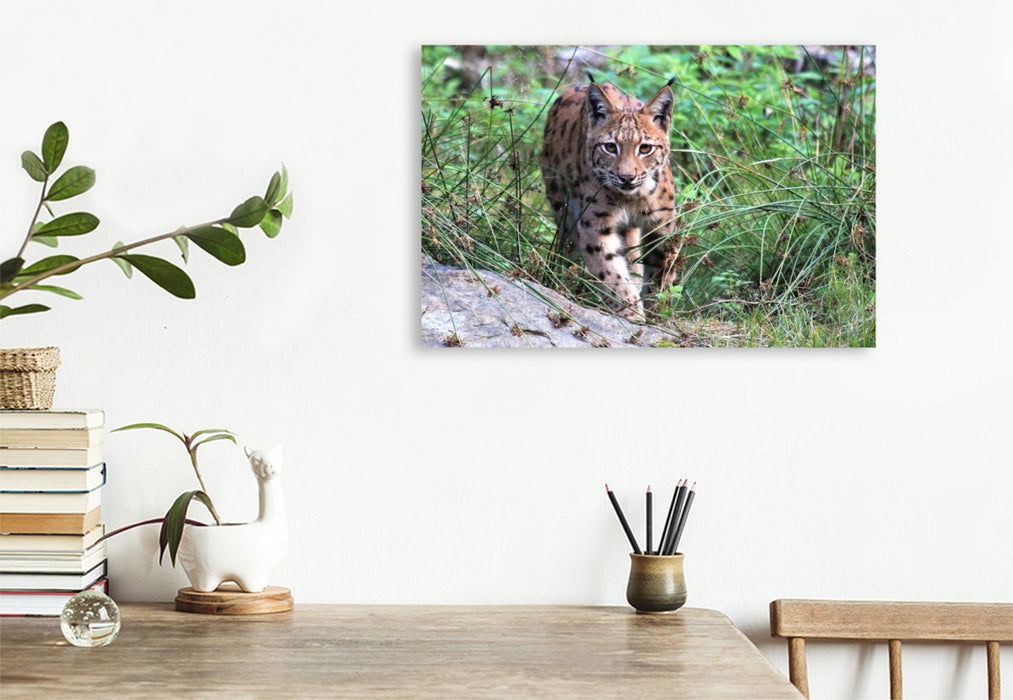 Premium Textil-Leinwand Ein Motiv aus dem Kalender Der Luchs, zurück in den heimischen Wäldern