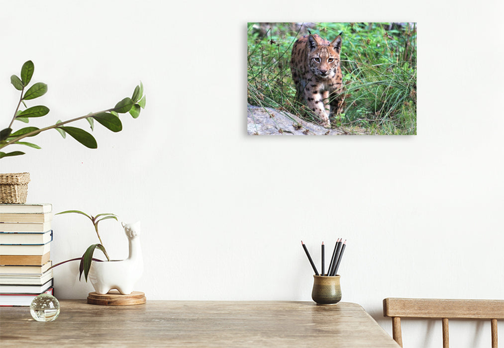 Premium Textil-Leinwand Ein Motiv aus dem Kalender Der Luchs, zurück in den heimischen Wäldern