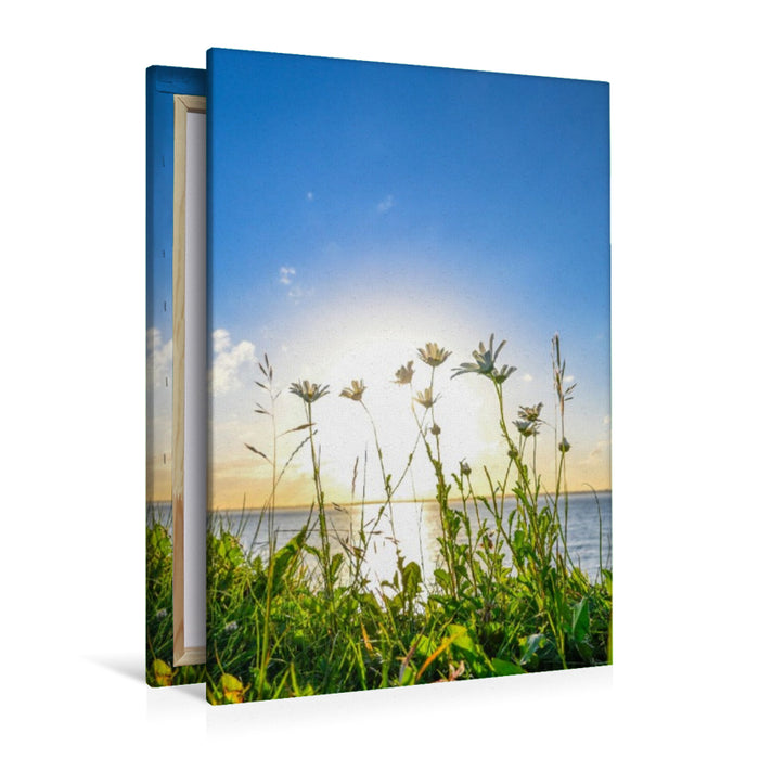 Premium Textil-Leinwand Margeriten am Meer