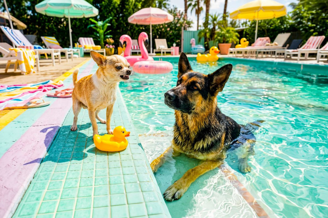 Premium Textil-Leinwand Großer Poolzoff – Chihuahua vs. Schäferhund