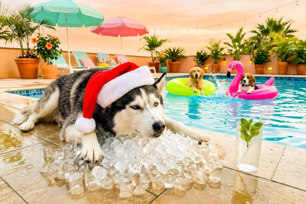 Premium Textil-Leinwand Husky on the Rocks - Weihnachtsmotiv
