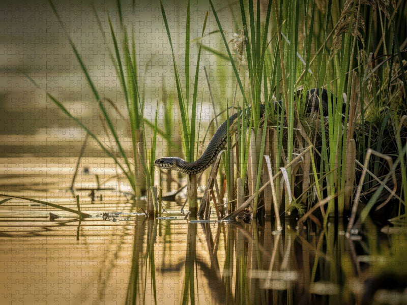 Tiere, die im Verborgenen tanzen. - CALVENDO Foto-Puzzle'