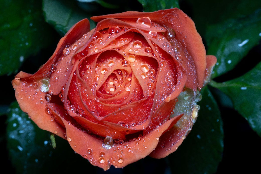 Premium Textil-Leinwand Rose mit Wassertropfen