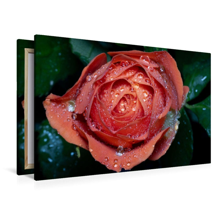 Premium Textil-Leinwand Rose mit Wassertropfen