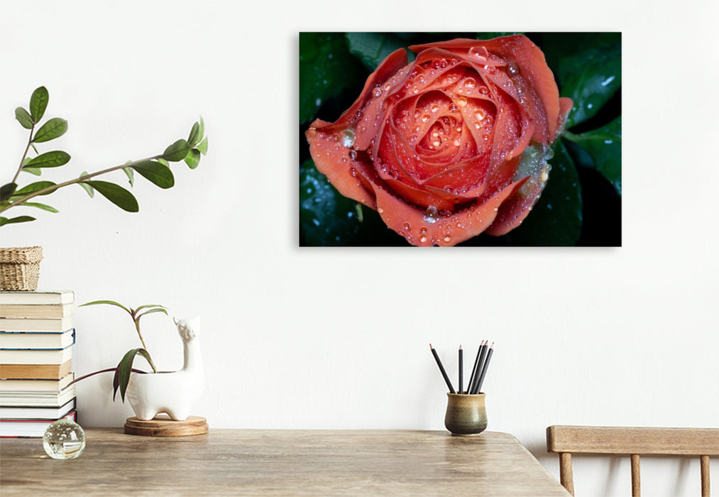 Premium Textil-Leinwand Rose mit Wassertropfen