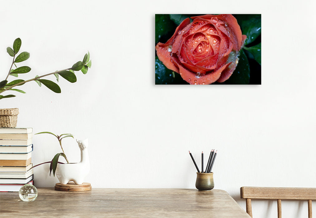 Premium Textil-Leinwand Rose mit Wassertropfen
