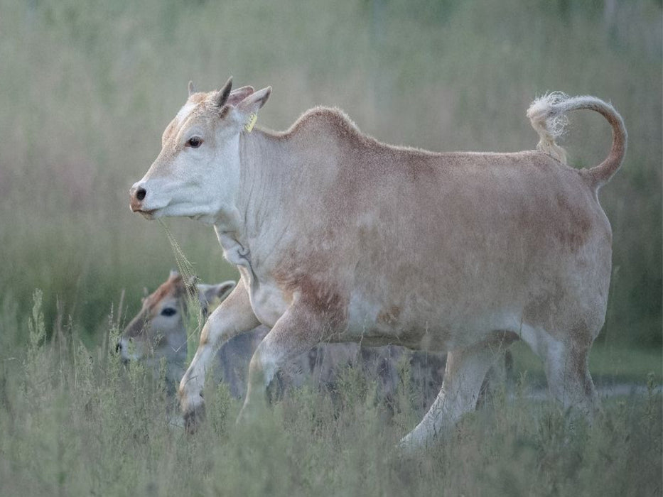Zwergzebu in Bewegung - CALVENDO Foto-Puzzle'