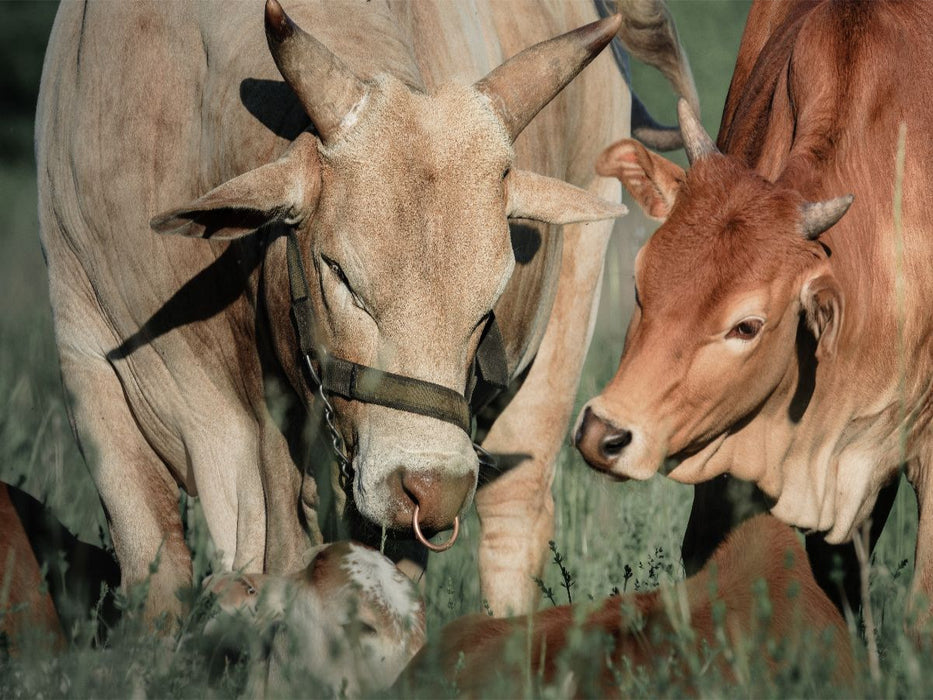 Zwergzebu mit Kalb - CALVENDO Foto-Puzzle'