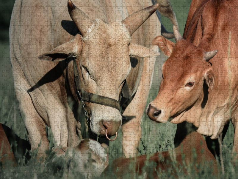 Zwergzebu mit Kalb - CALVENDO Foto-Puzzle'