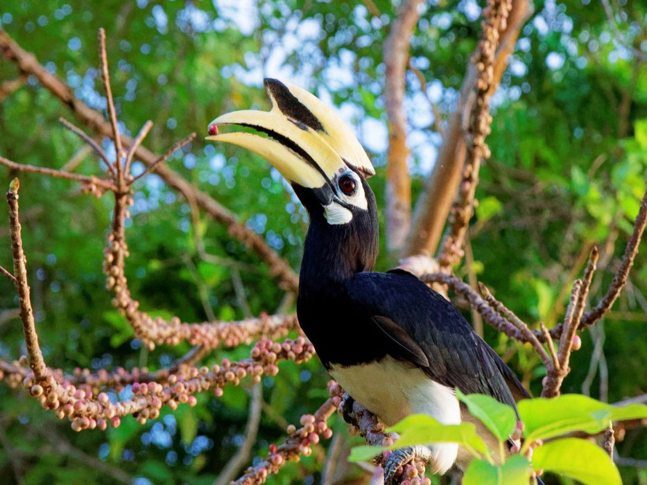 Hornvogel - CALVENDO Foto-Puzzle'