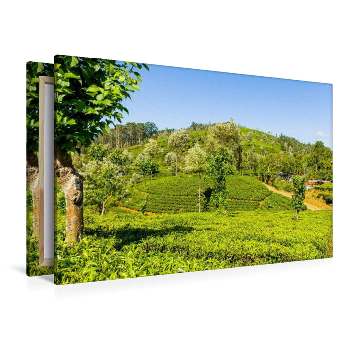 Premium Textil-Leinwand Teeplantage