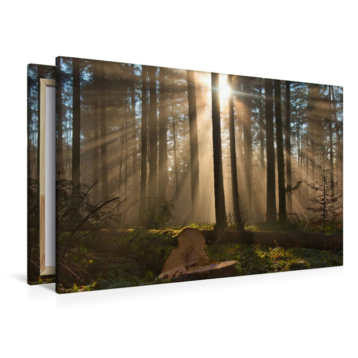 Premium Textil-Leinwand Nebel im Wald