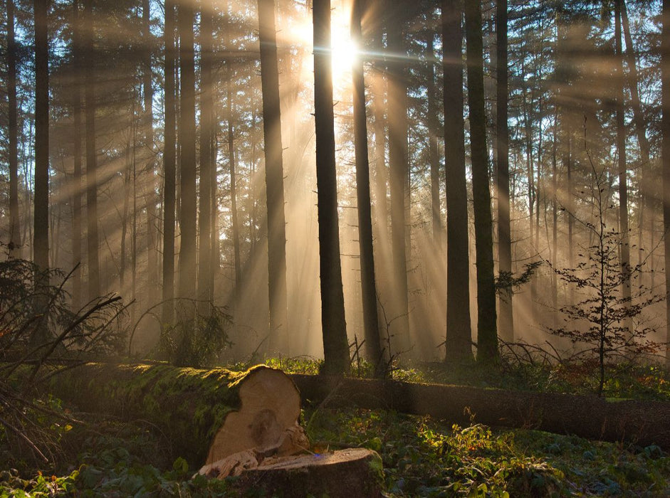 Nebel im Wald - CALVENDO Foto-Puzzle'