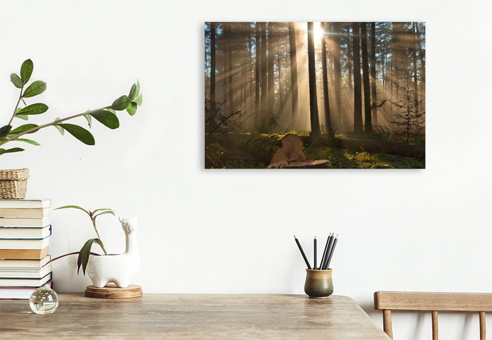 Premium Textil-Leinwand Nebel im Wald