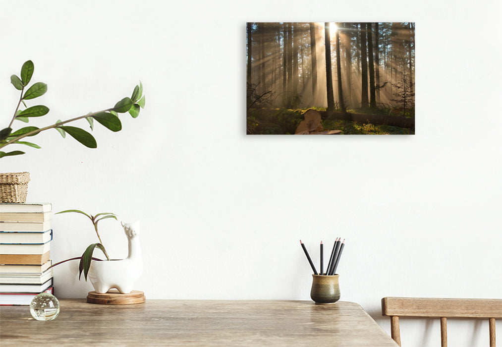 Premium Textil-Leinwand Nebel im Wald