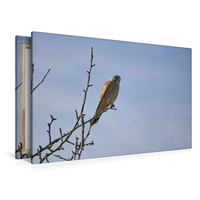 Premium Textil-Leinwand Greifvogel