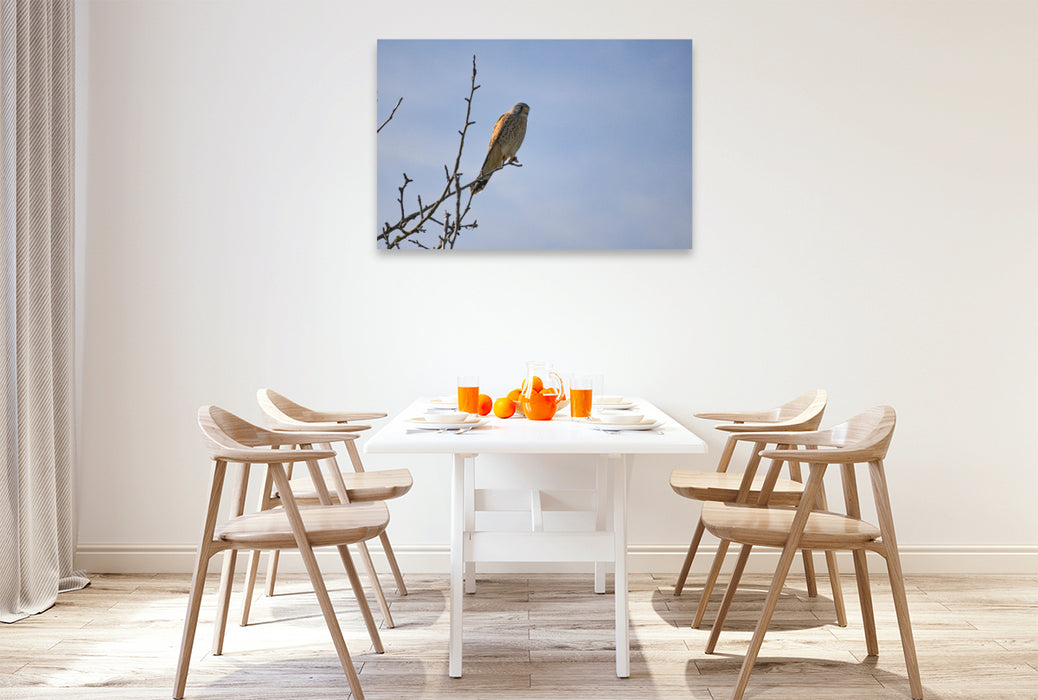 Premium Textil-Leinwand Greifvogel