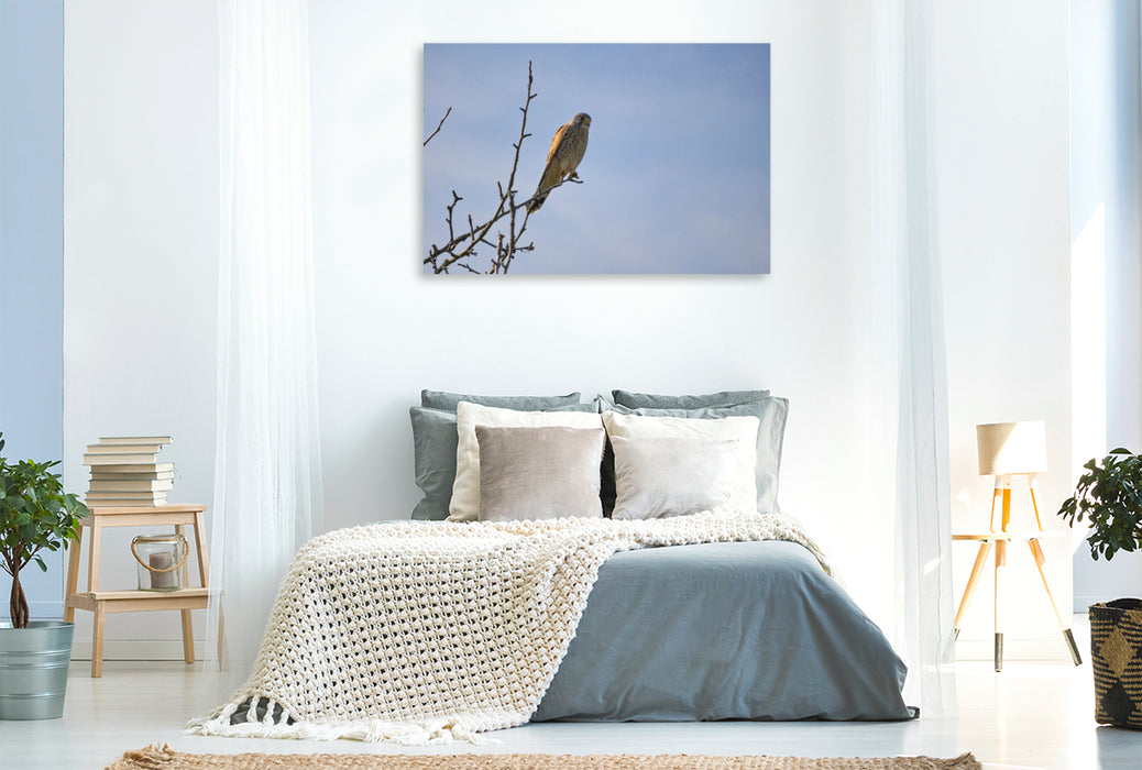 Premium Textil-Leinwand Greifvogel