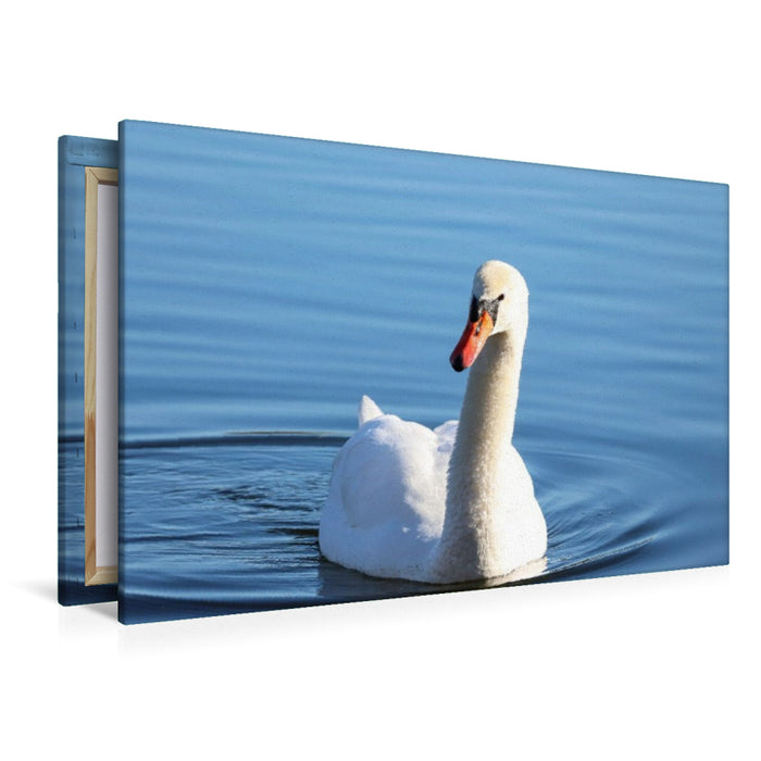 Premium Textil-Leinwand Schwan