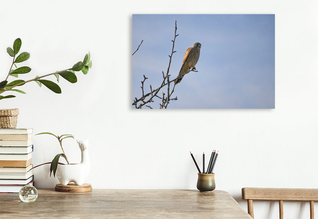 Premium Textil-Leinwand Greifvogel