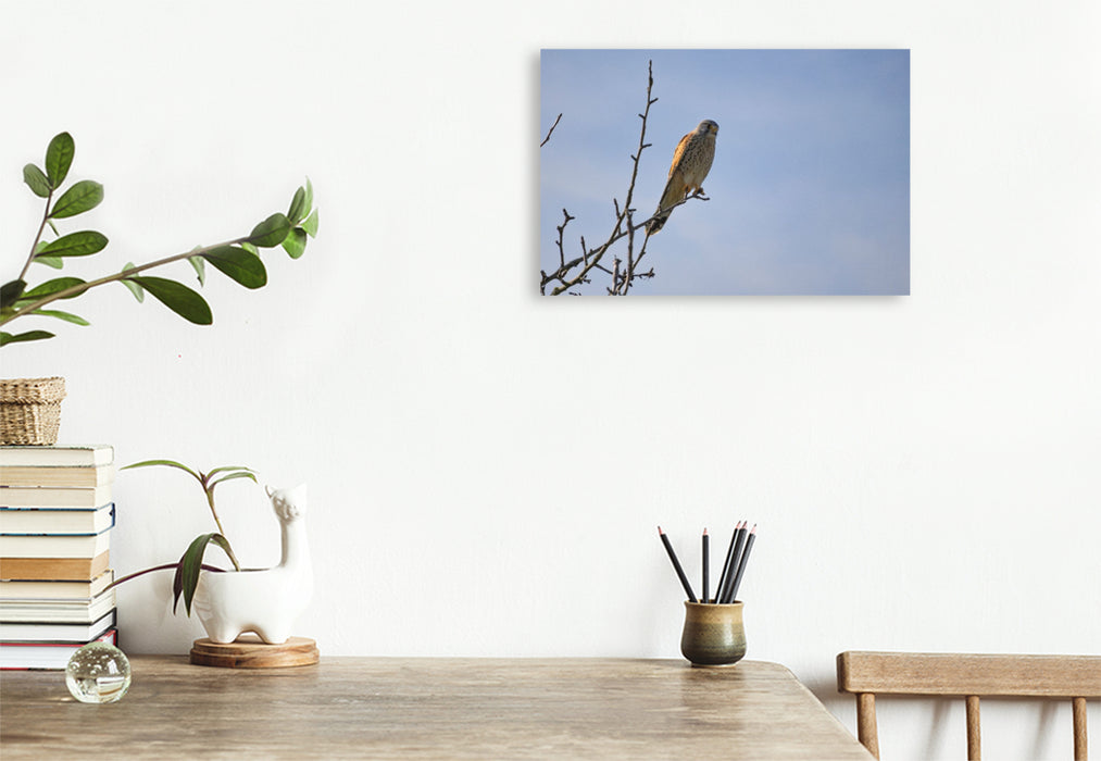 Premium Textil-Leinwand Greifvogel