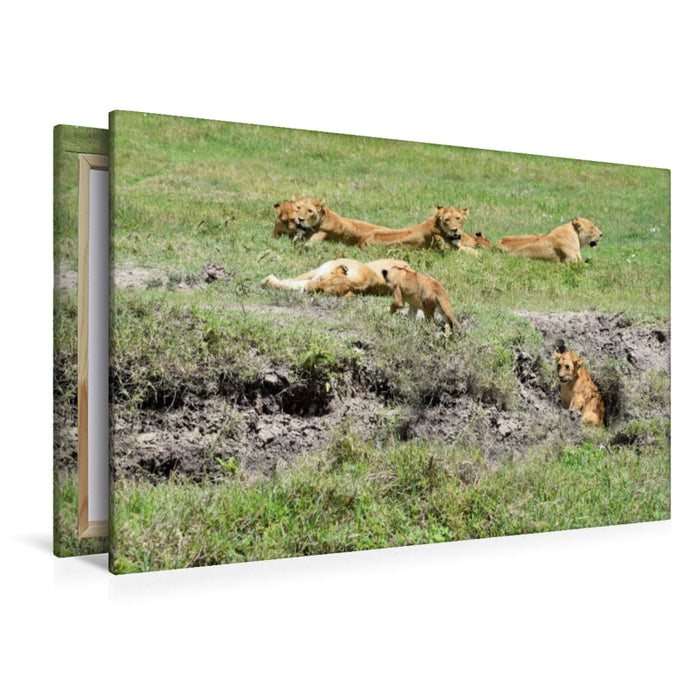 Premium Textil-Leinwand Löwenfamilie