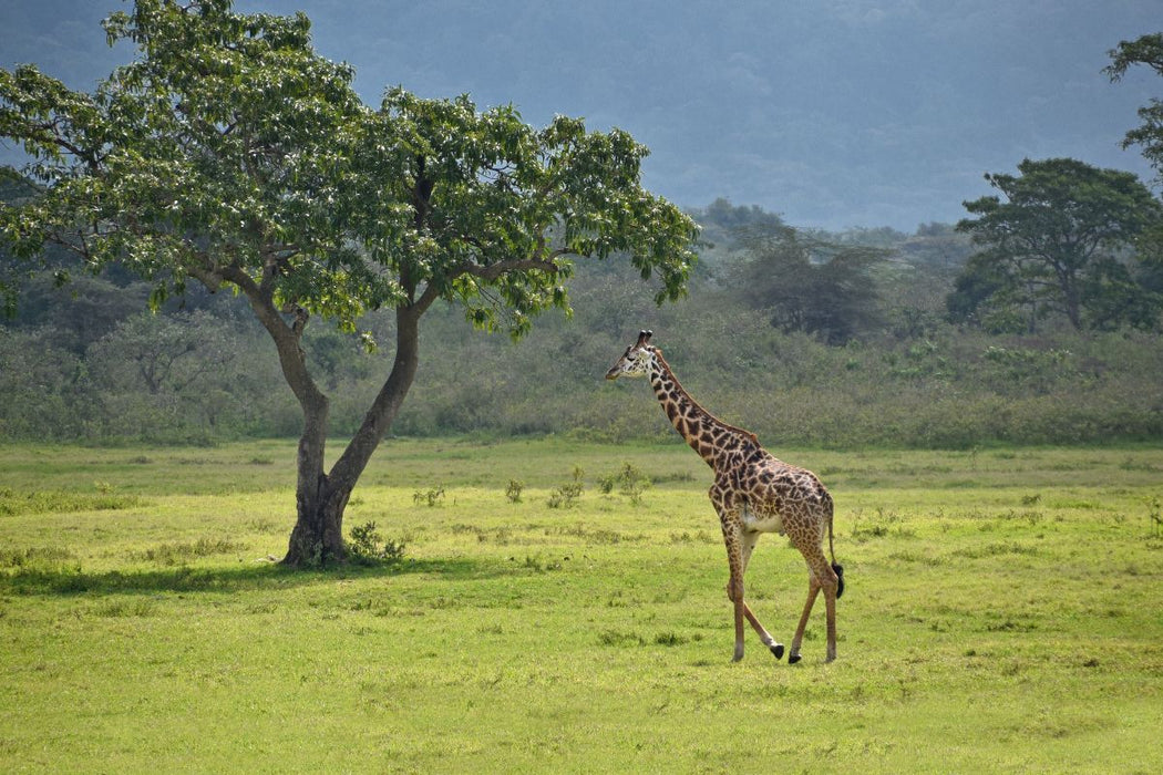 Premium Textil-Leinwand Giraffe