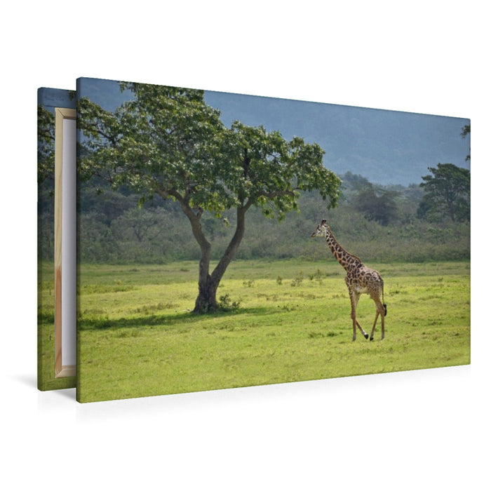 Premium Textil-Leinwand Giraffe
