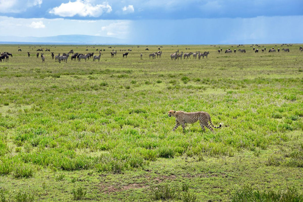 Premium Textil-Leinwand Serengeti-Nationalpark