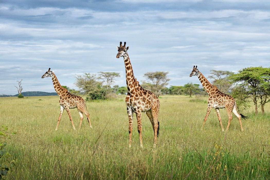 Premium Textil-Leinwand Giraffen