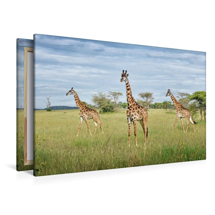 Premium Textil-Leinwand Giraffen