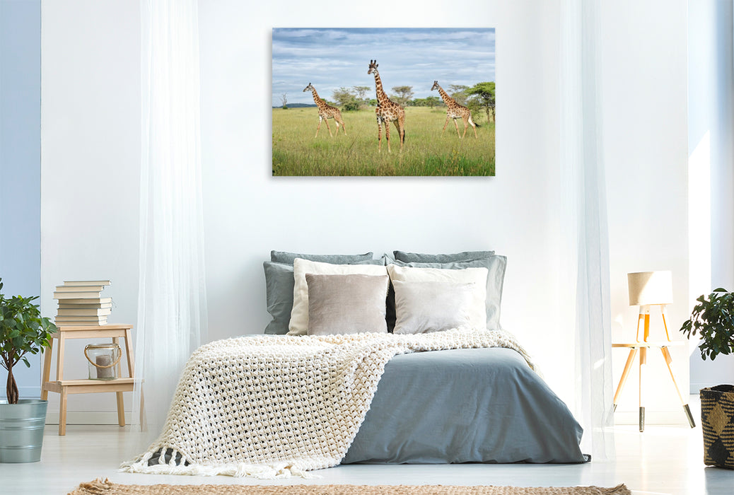 Premium Textil-Leinwand Giraffen
