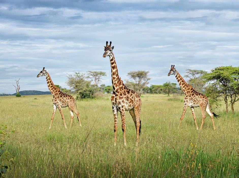 Giraffen - CALVENDO Foto-Puzzle'