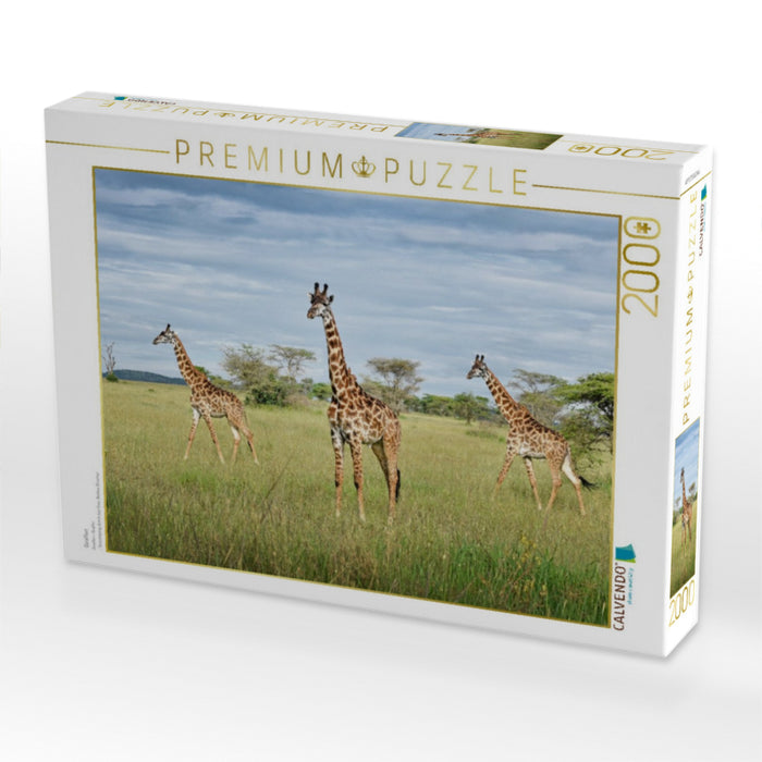Giraffen - CALVENDO Foto-Puzzle'