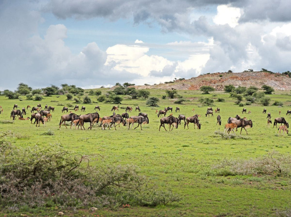 Gnus - CALVENDO Foto-Puzzle'