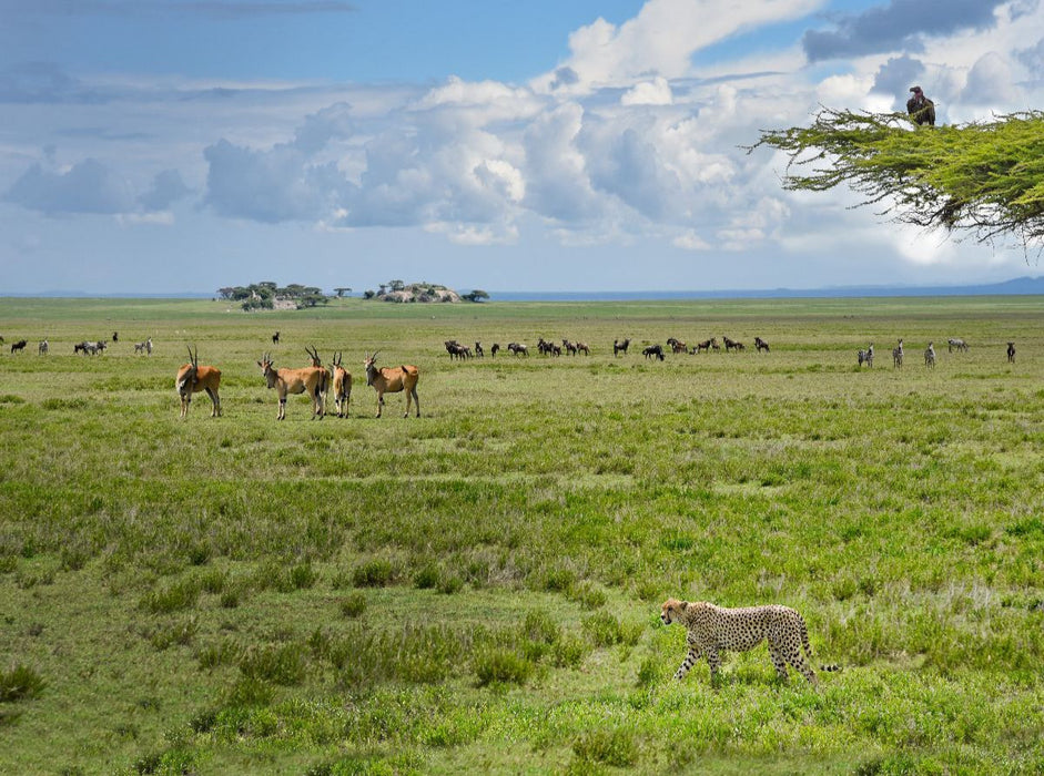 Wildtiere - CALVENDO Foto-Puzzle'