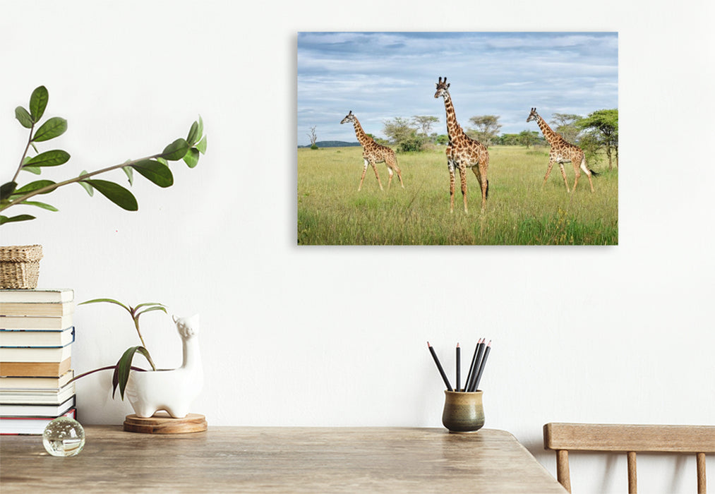 Premium Textil-Leinwand Giraffen