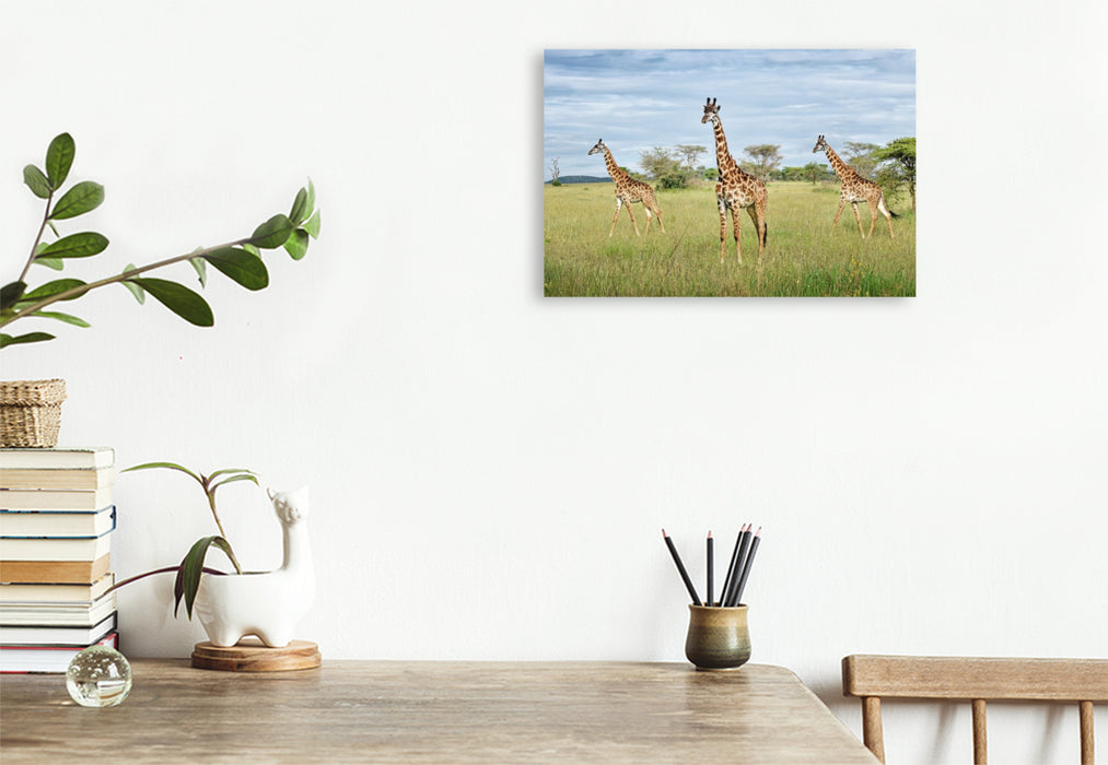 Premium Textil-Leinwand Giraffen