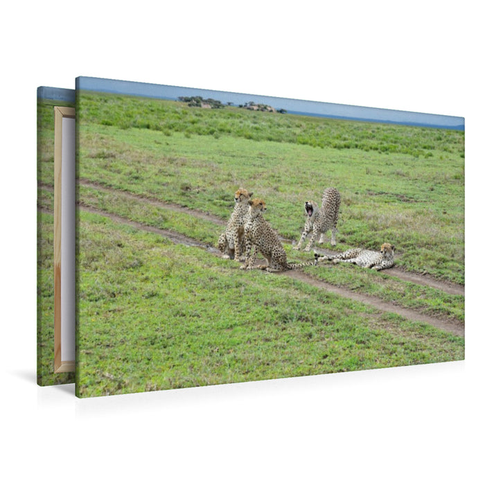 Premium Textil-Leinwand Geparden