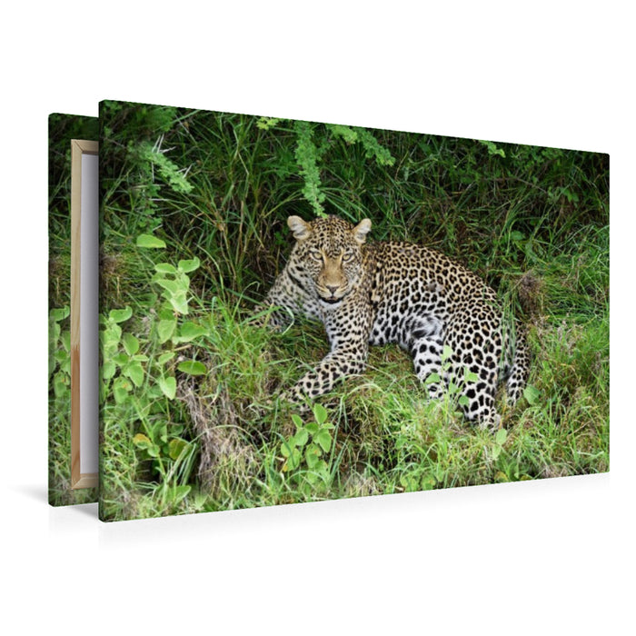 Premium Textil-Leinwand Leopardin