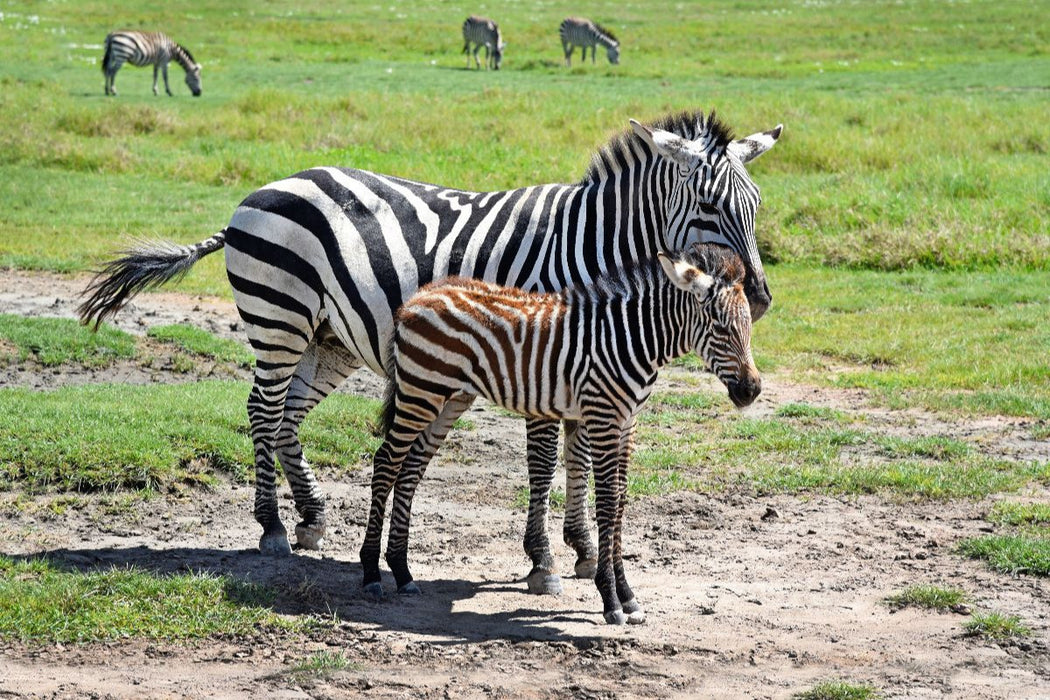 Premium Textil-Leinwand Zebras