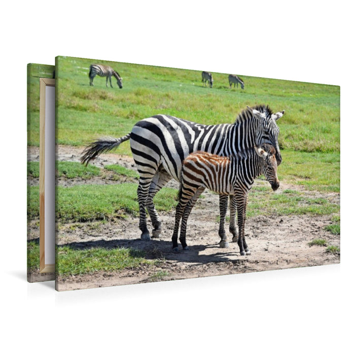 Premium Textil-Leinwand Zebras
