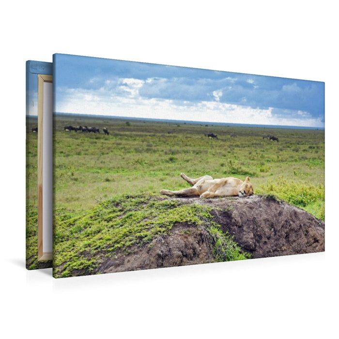 Premium Textil-Leinwand Löwin