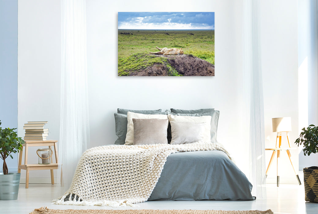 Premium Textil-Leinwand Löwin